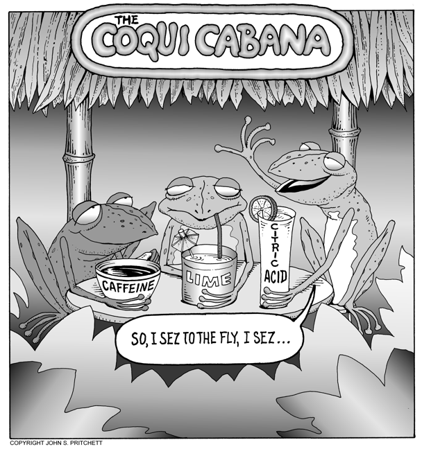 Coqui frog cartoon, Coqui Cabana, invasive species, Hawaii, frogs image, environmental cartoons