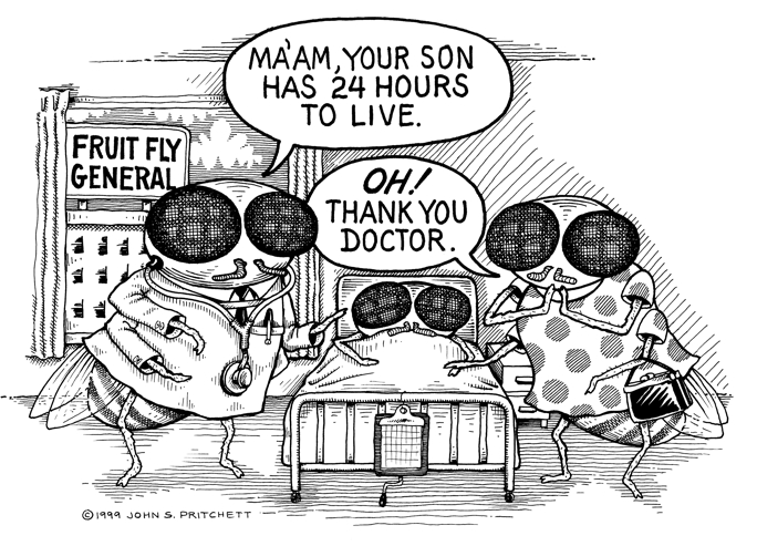 Fruit Fly General Hospital, science, scientific cartoon, doctors, doctor,  medical cartoon cartoons by John Pritchett