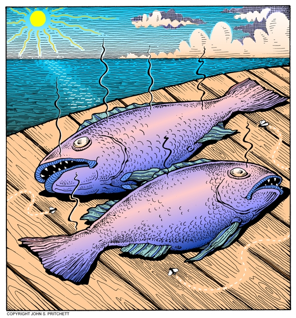 Dead Fish illustration, cartoon, something stinks, dead fish on dock in the  sun, color illustrations by John Pritchett